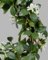 Jasmine potted plant white