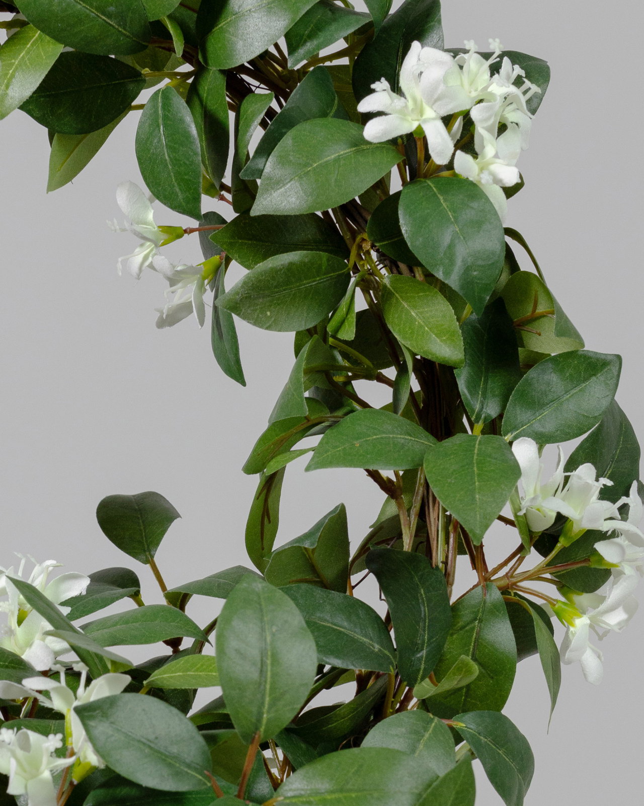 Jasmine potted plant white