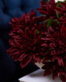 Dahlia Potted Plant Wine Red