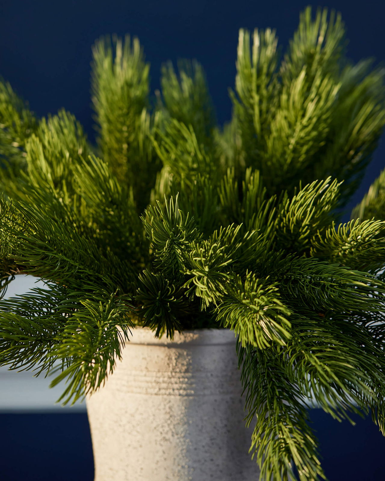 Forrest tallkvist grön