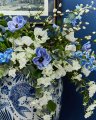Anemone – afskåret blomst i blå