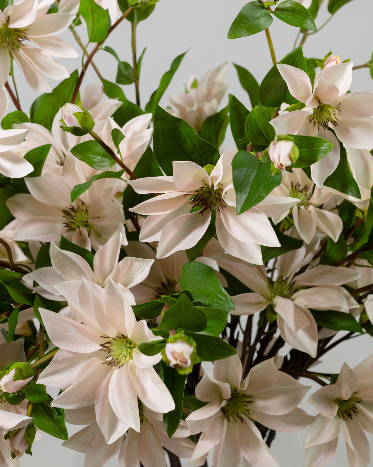 Clematis cut flower light pink