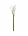 Calla Cut Flower White