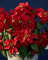 Poinsettia Artificial Plant Red