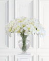 Amaryllis cut flower white