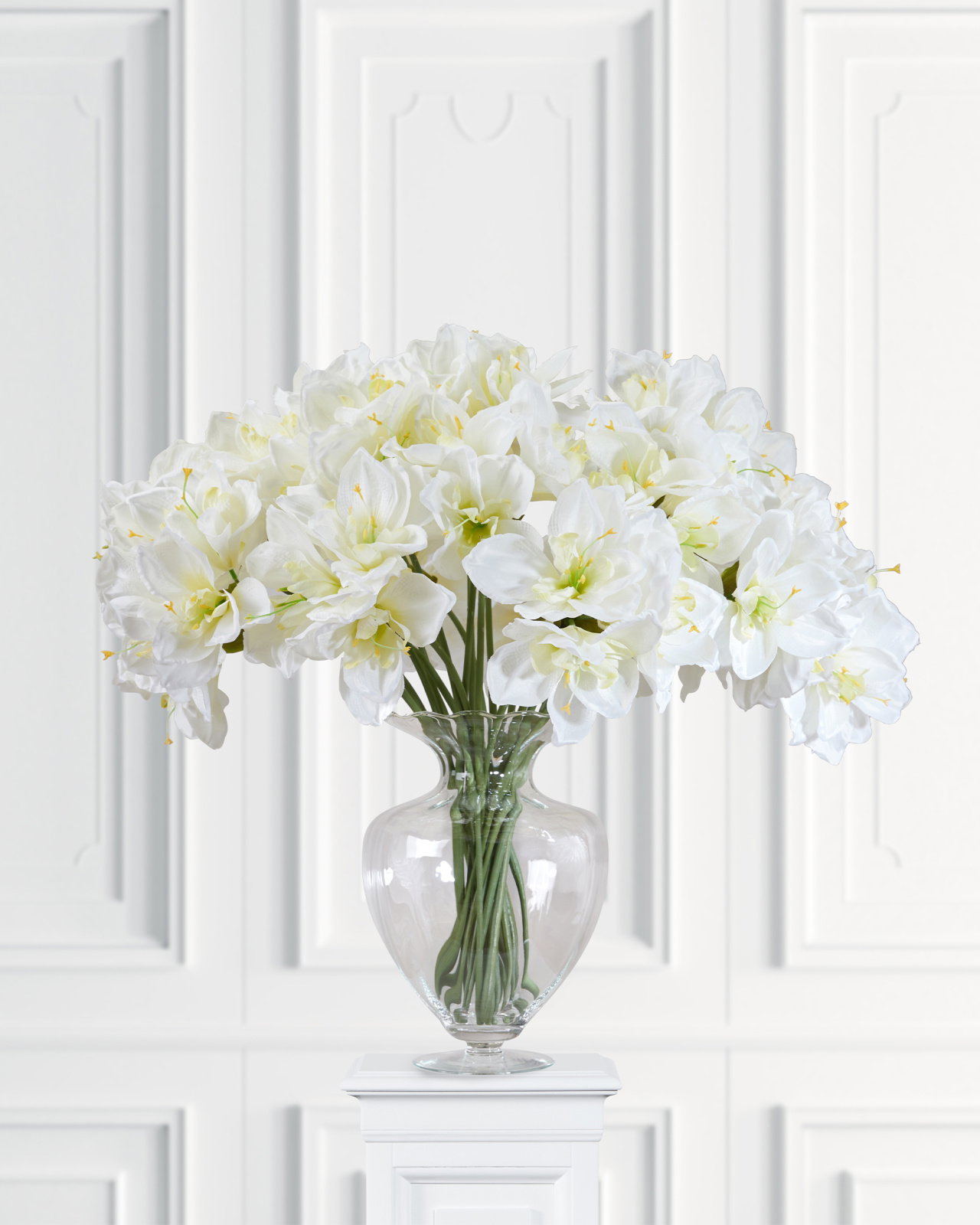 Amaryllis cut flower white