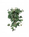 Ivy Potted Plant Green