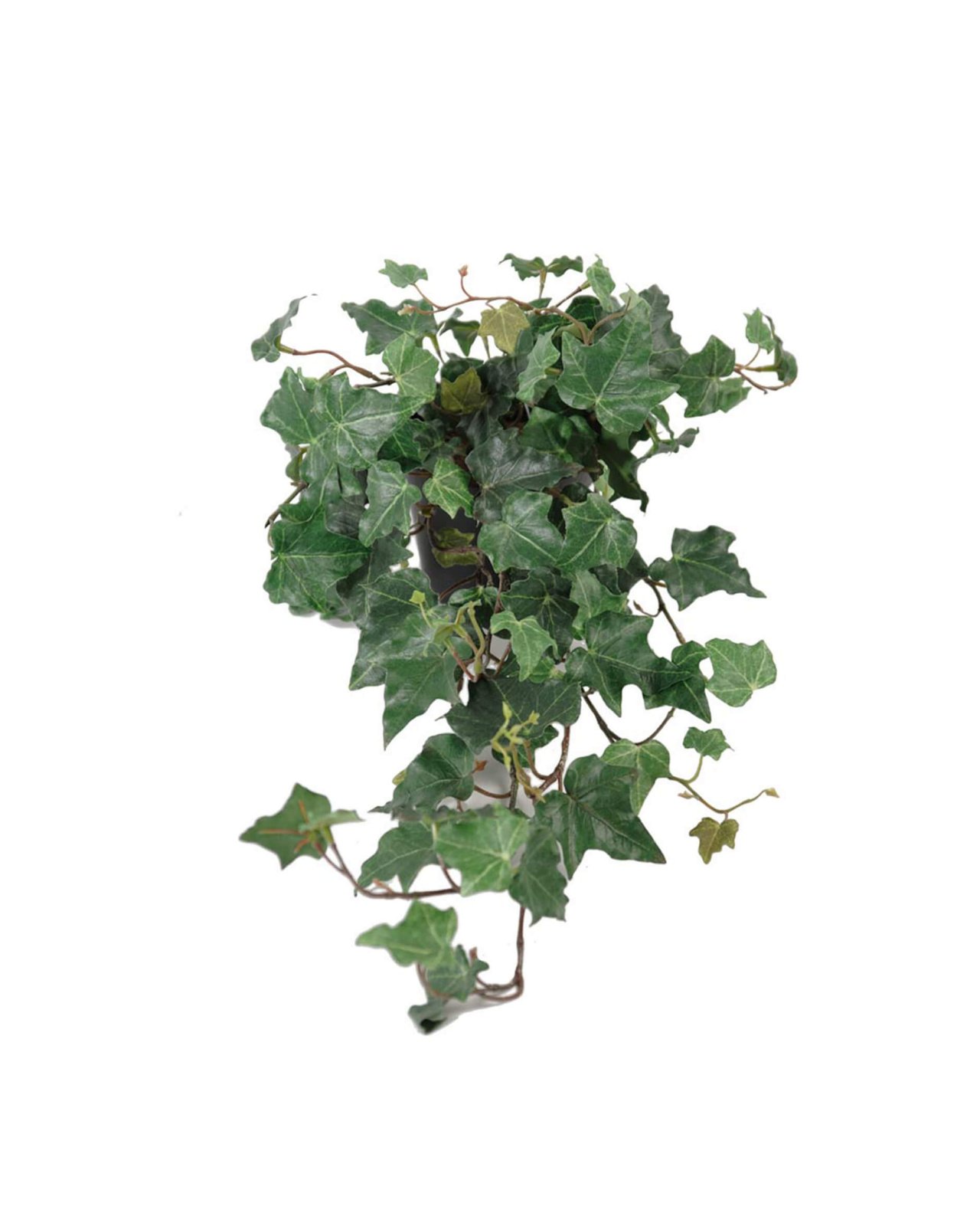 Ivy Potted Plant Green