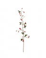 Rosehip Cut Flower Red
