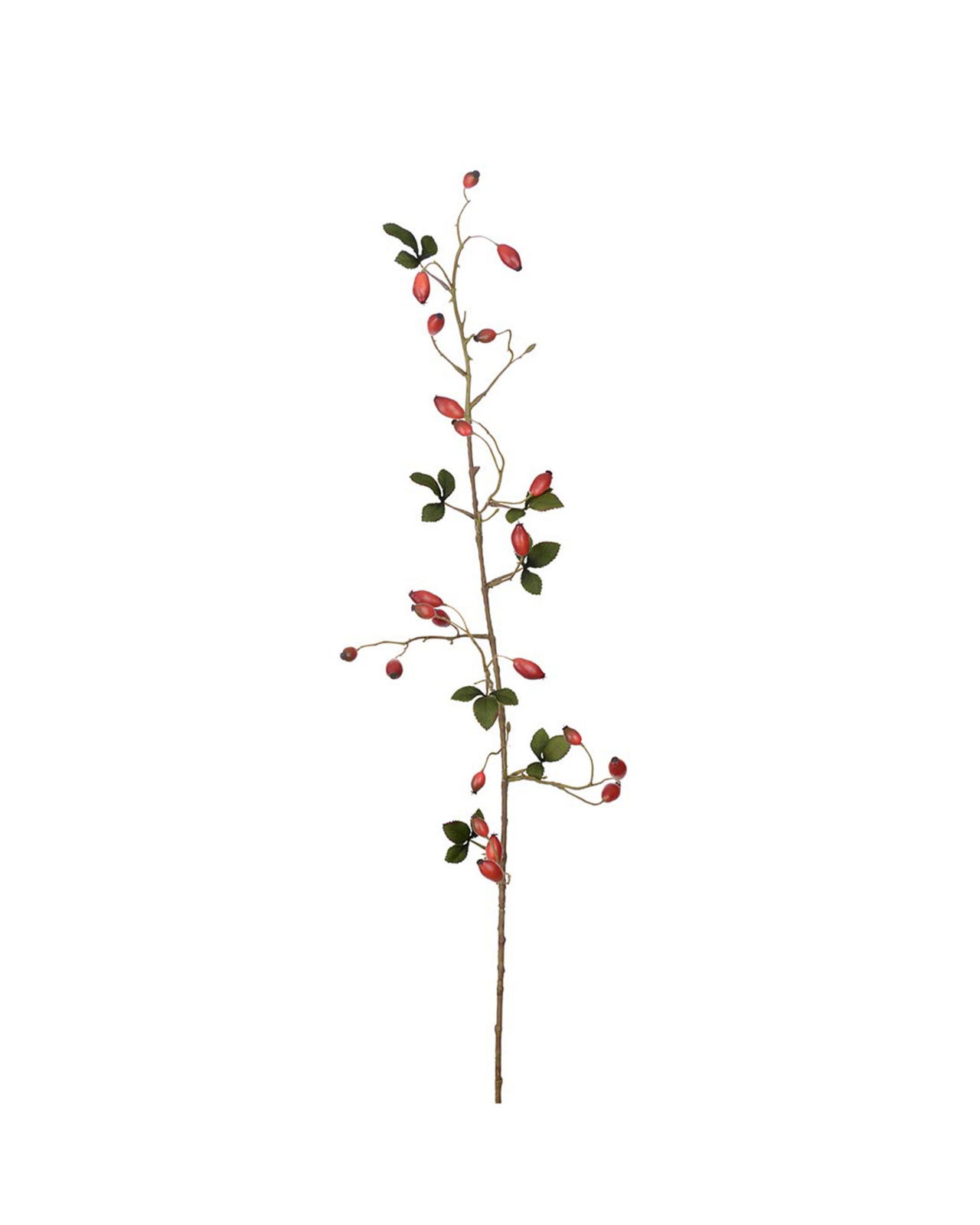 Rosehip Cut Flower Red