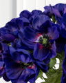 Anemone Cut Flower Blue