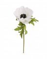 Anemone – afskåret blomst i hvid