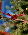 Lancaster kolibri kerstboomversiering rood