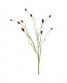 Pimpinell Cut Flower Wine Red