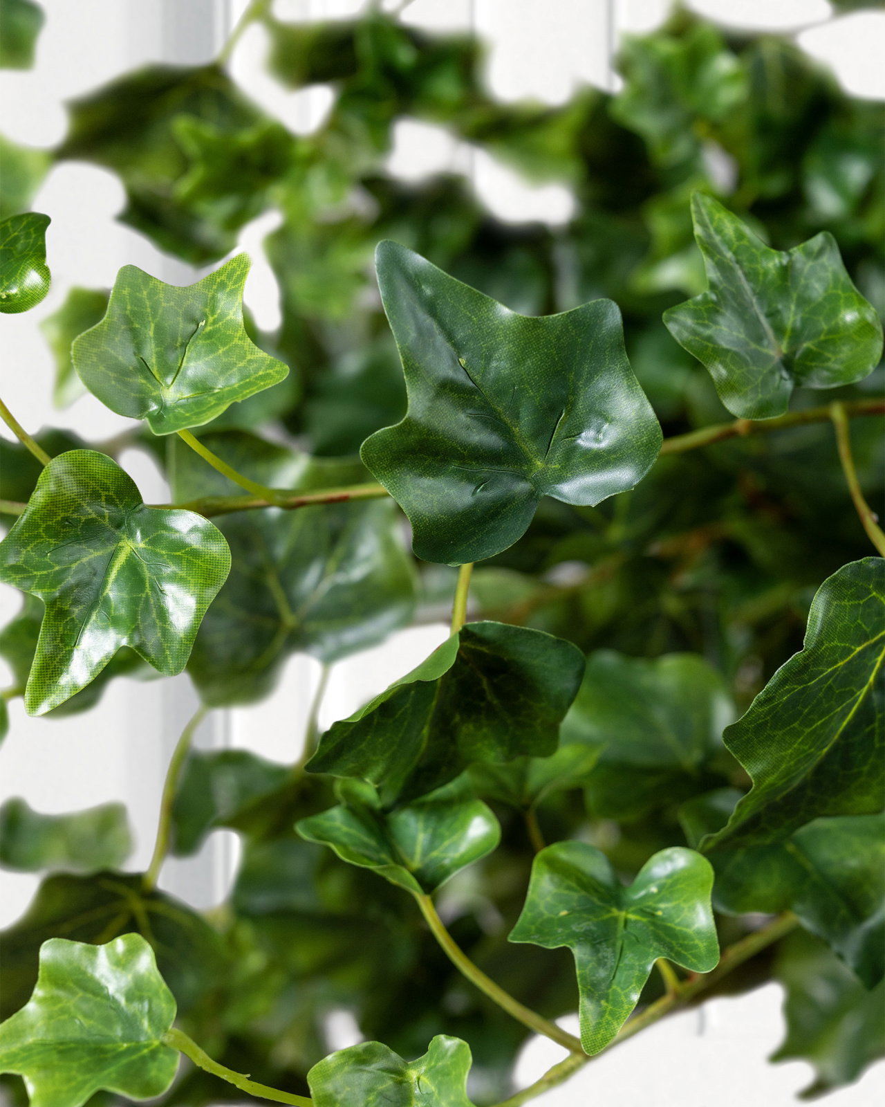 Murgröna kvist grön