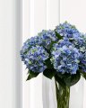 Hortensia snijbloem blauw/groen