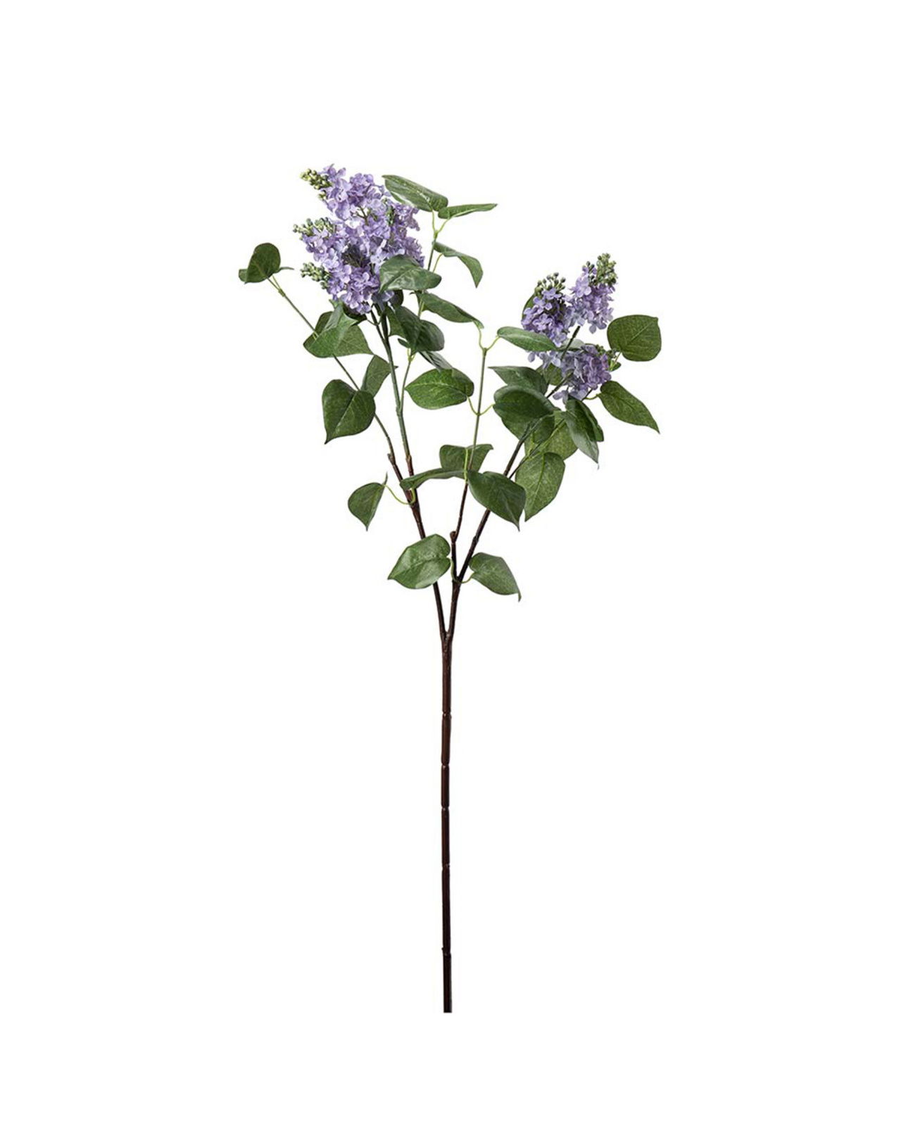 Syreenin oksa, sininen