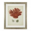 Antique Red Corals