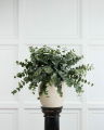 Eucalyptus Cut Flower Green