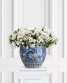 Bougainvillea Potted Plant White