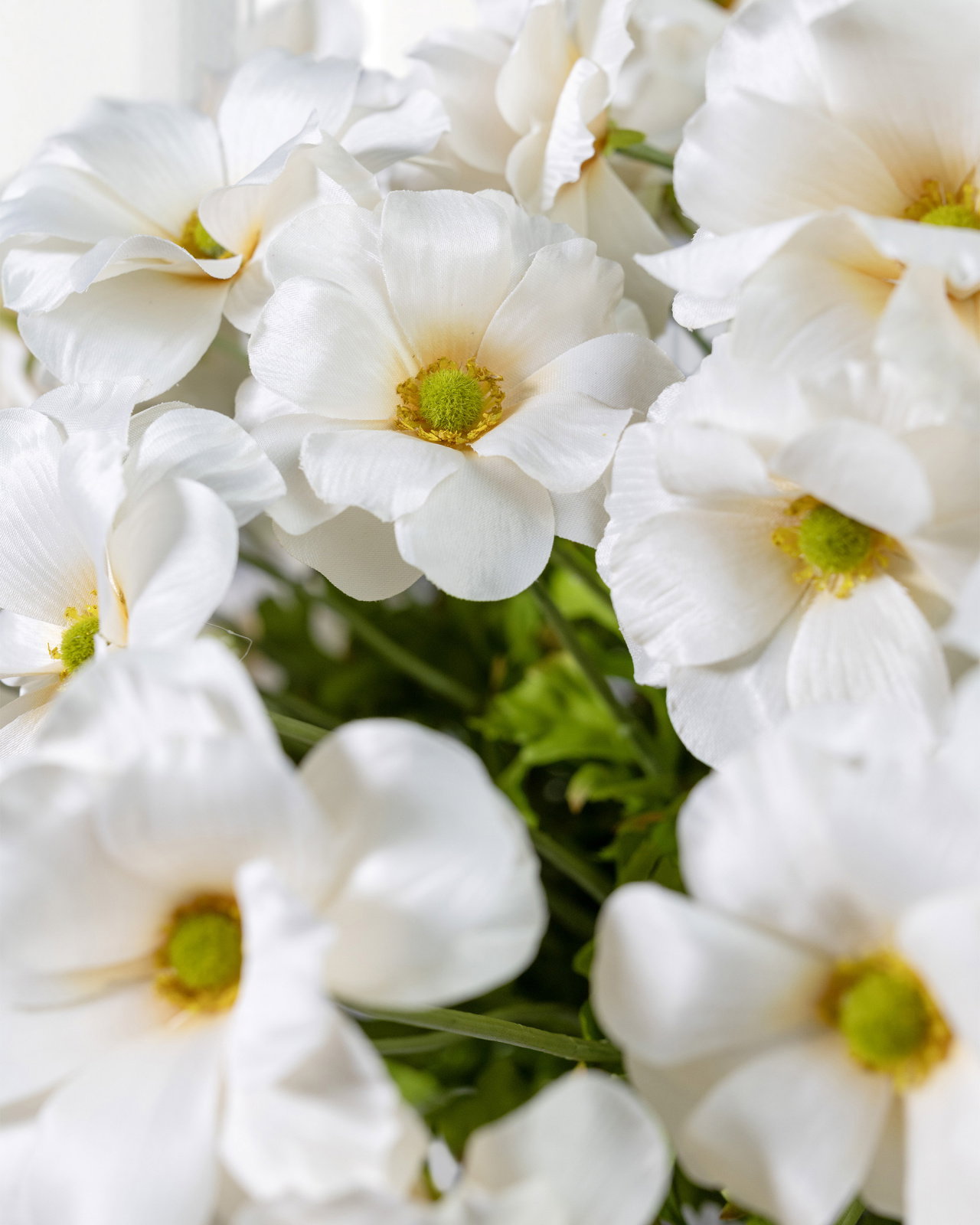 Vlinderranonkel snijbloem crème