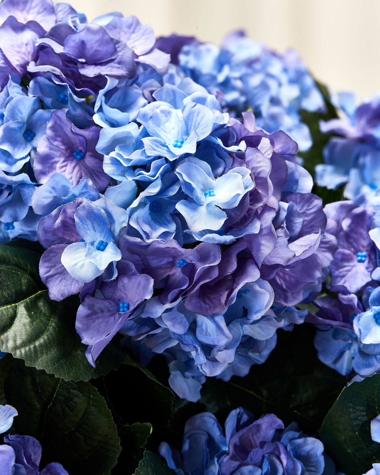 Hortensia krukväxt blå