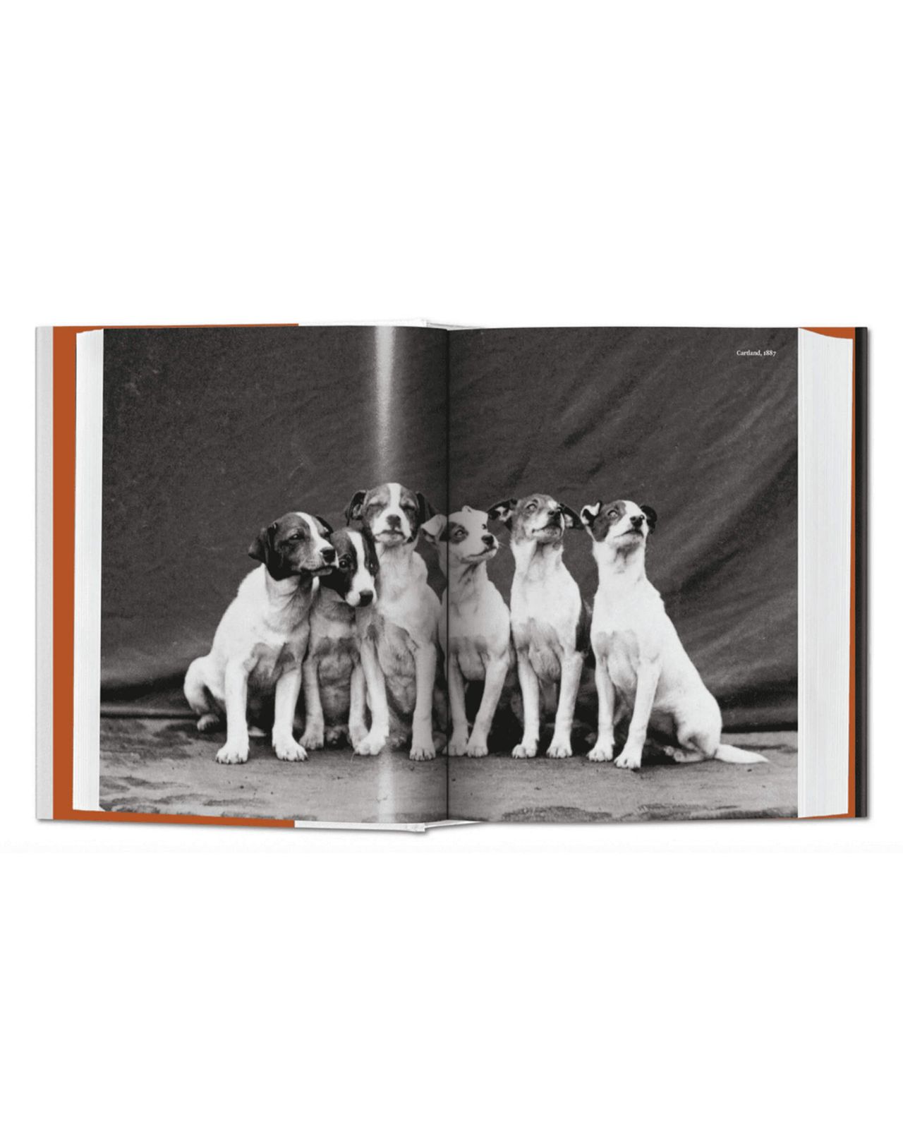 The Dog In Photography