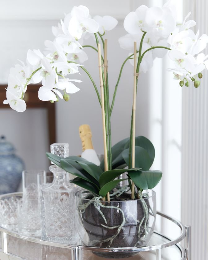 Orchid in jar 70 cm