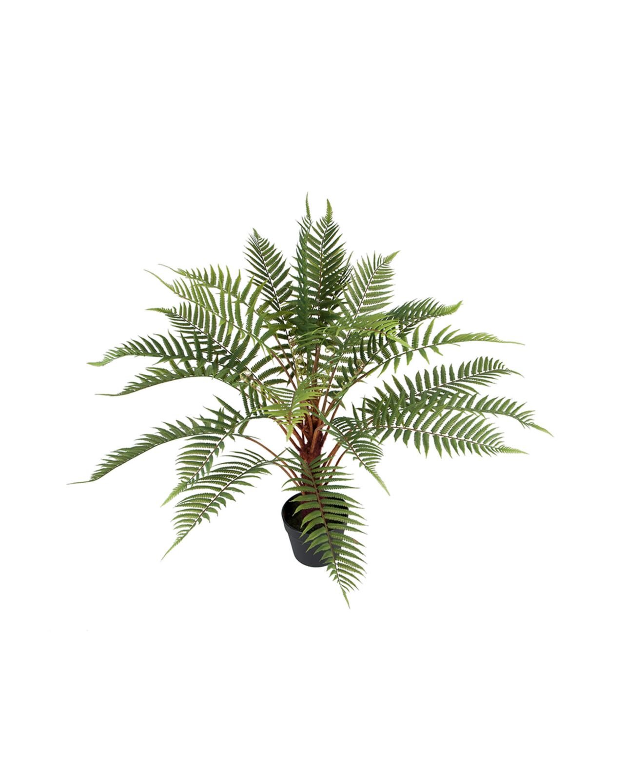 Fern Potted Plant green