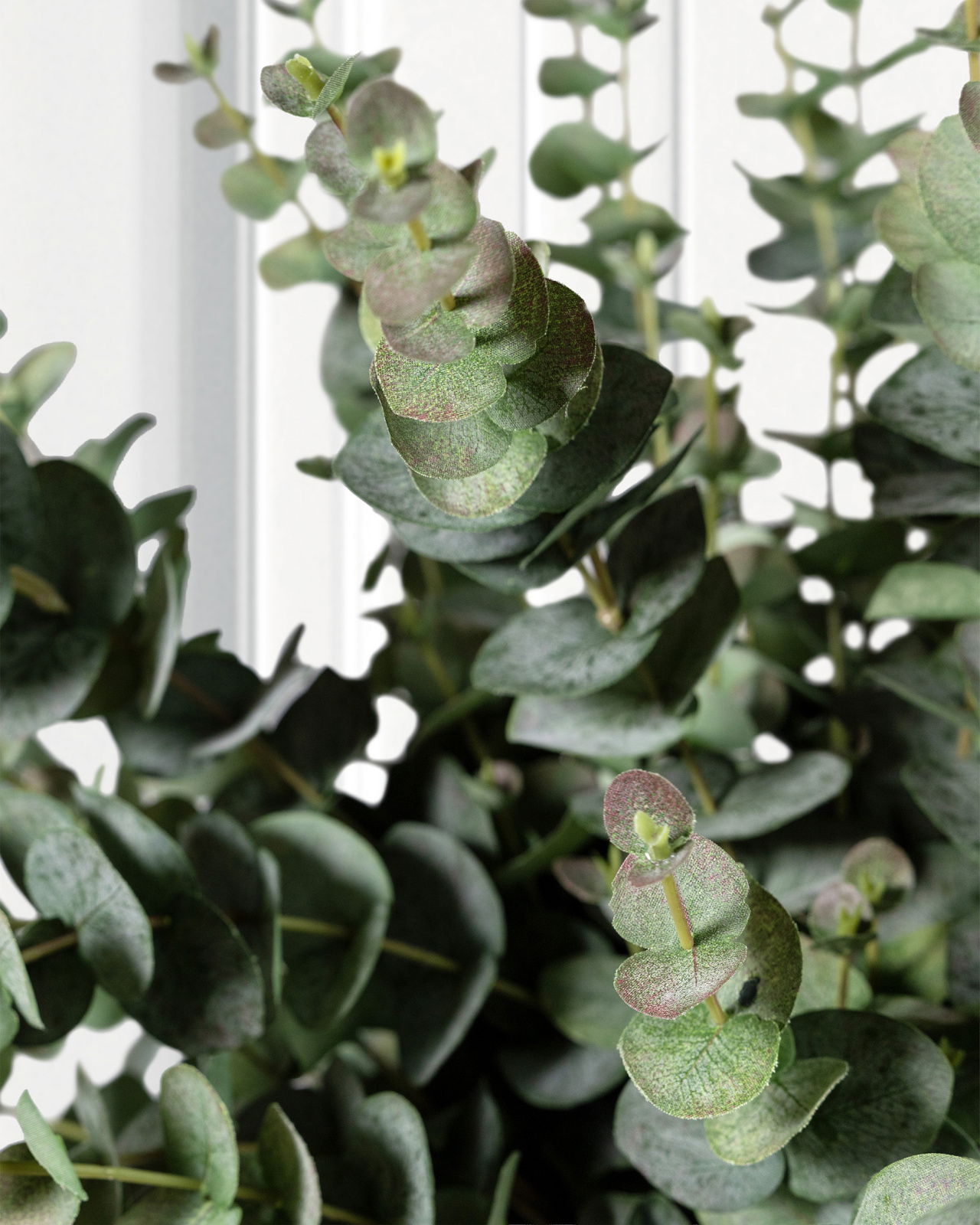 Eucalyptus Cut Flower