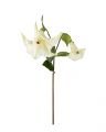 Engletrompet afskåret blomst i hvid