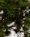 Larch Sprig Green