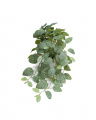 Fittonia Pot Plant Green