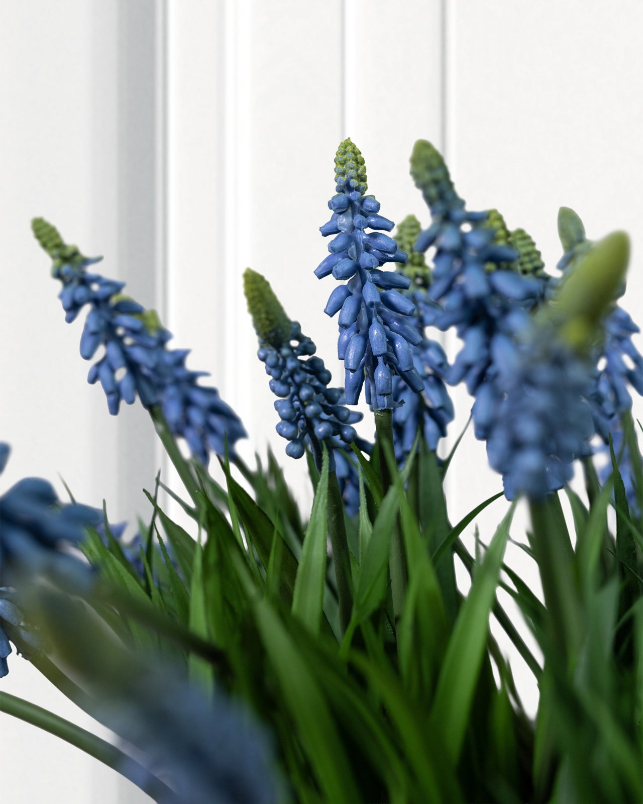 Pärlhyacint krukväxt blå