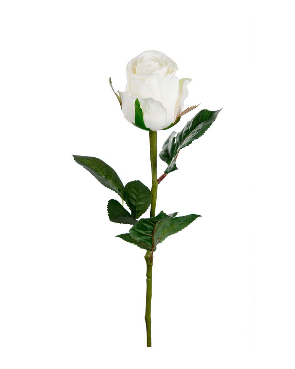 Rose – afskåret blomst i hvid