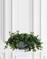 Ivy Potted Plant Green