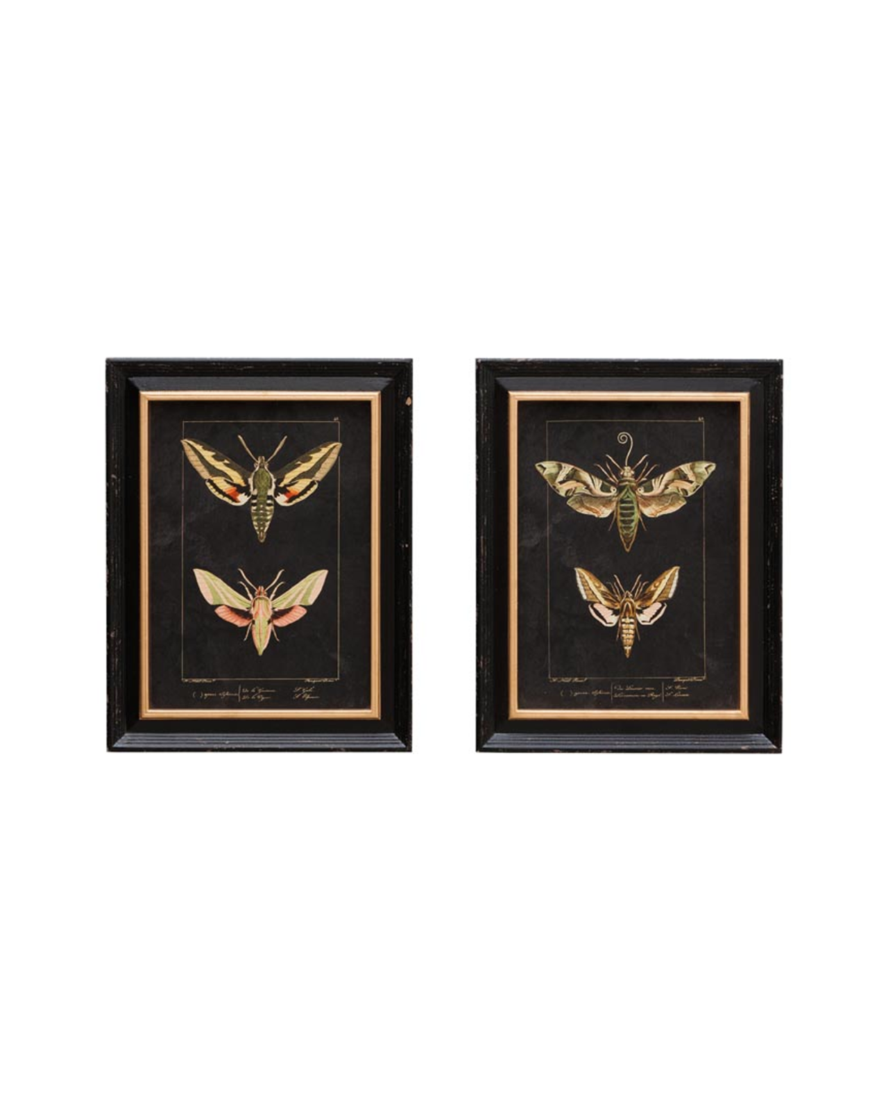 Ramsey butterfly art prints 2-pack