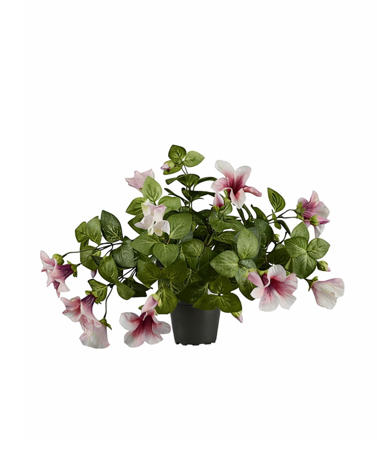 Petunia potted plant pink