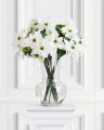 Poinsettia Cut Flower White