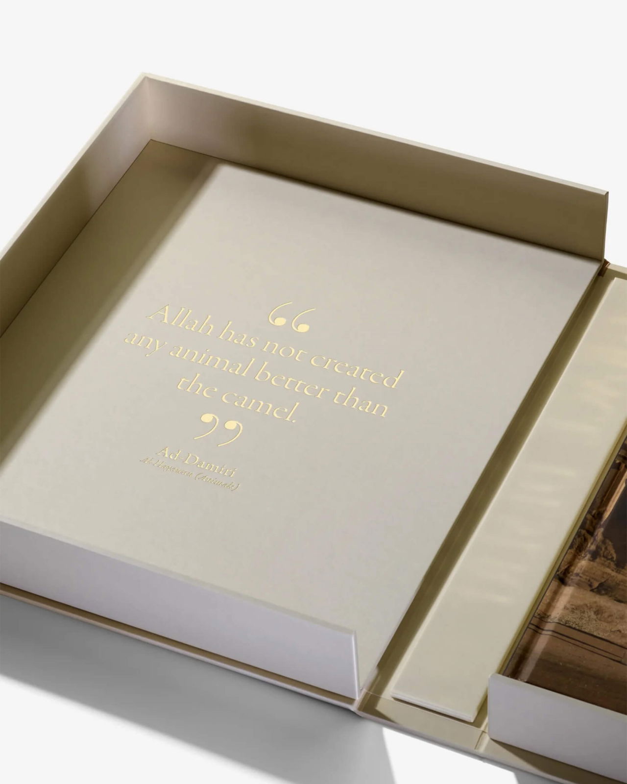 Grace in The Desert: The Beauty of Saudi Arabia's Camels