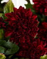 Chrysanthemum cut flower burgundy