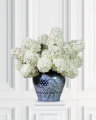 Syrénhortensia snittblomma vit