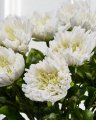Krysantemum afskåret blomst hvid