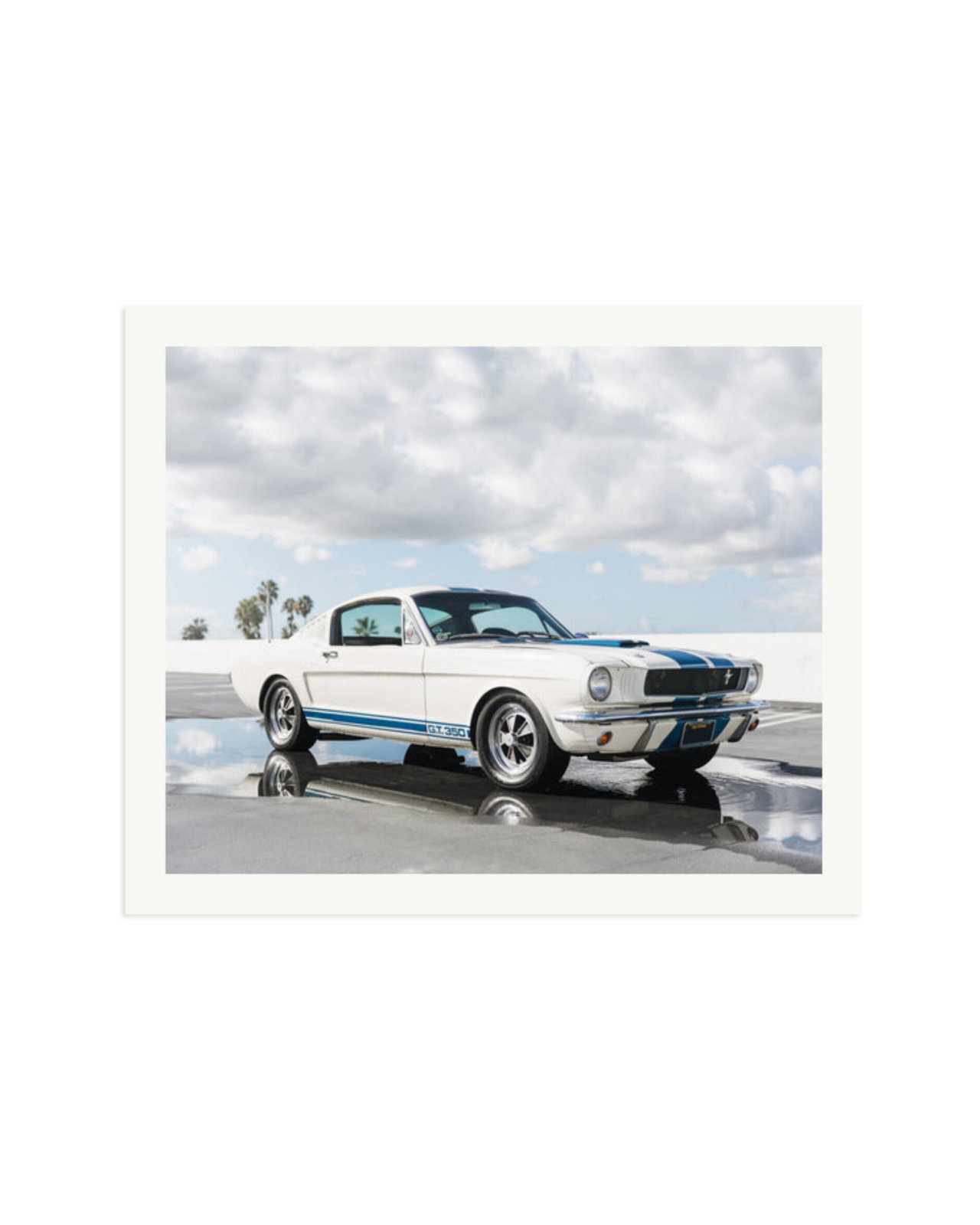 Ford Mustang Shelby GT350 Print Only / XXL