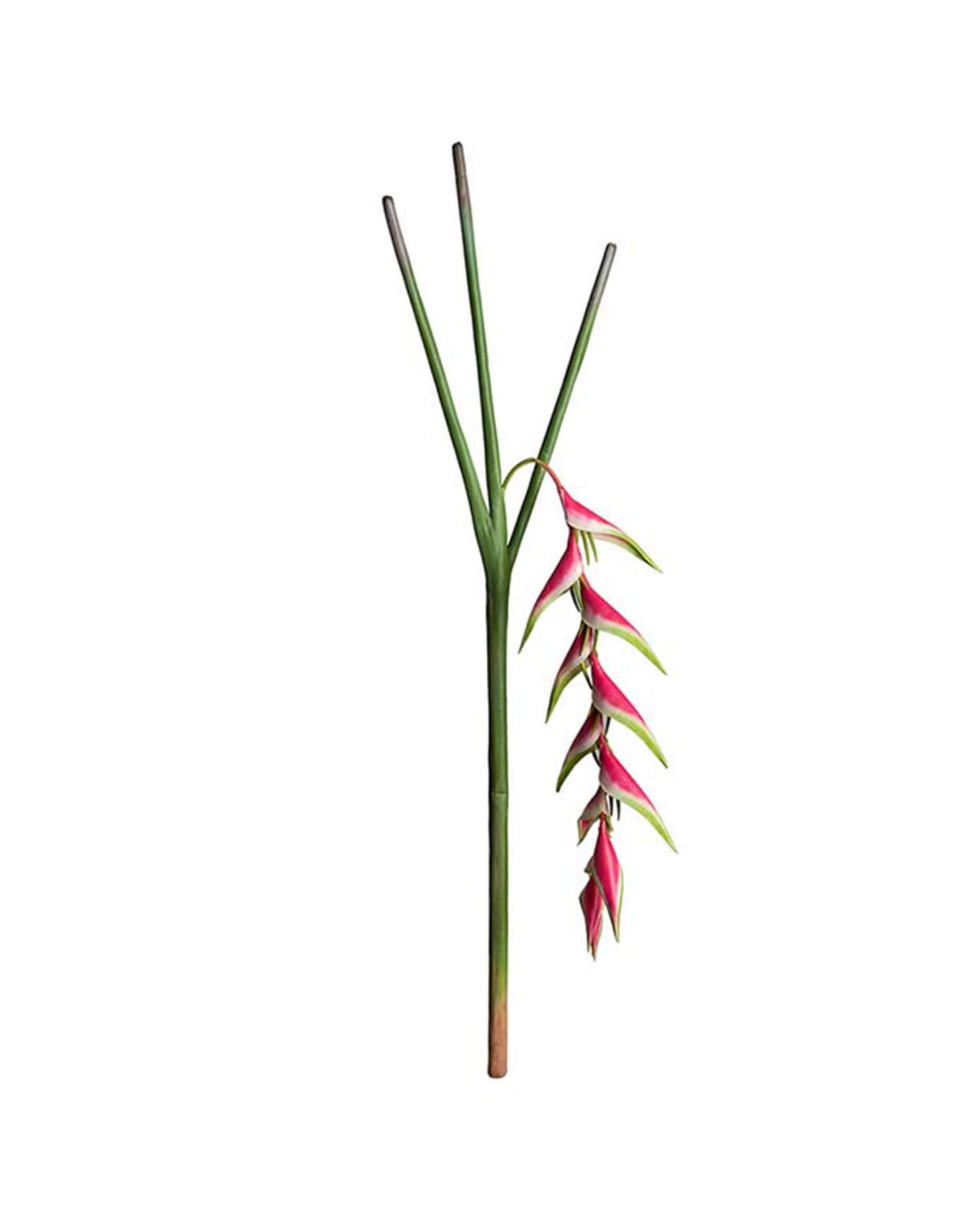 Heliconia Cut Flower Pink OUTLET