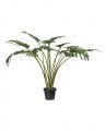 Philodendron Potted Plant Green