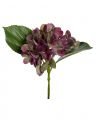 Hortensia snijbloem paars/groen