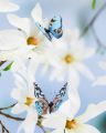 Julia Decorative Butterfly Blue