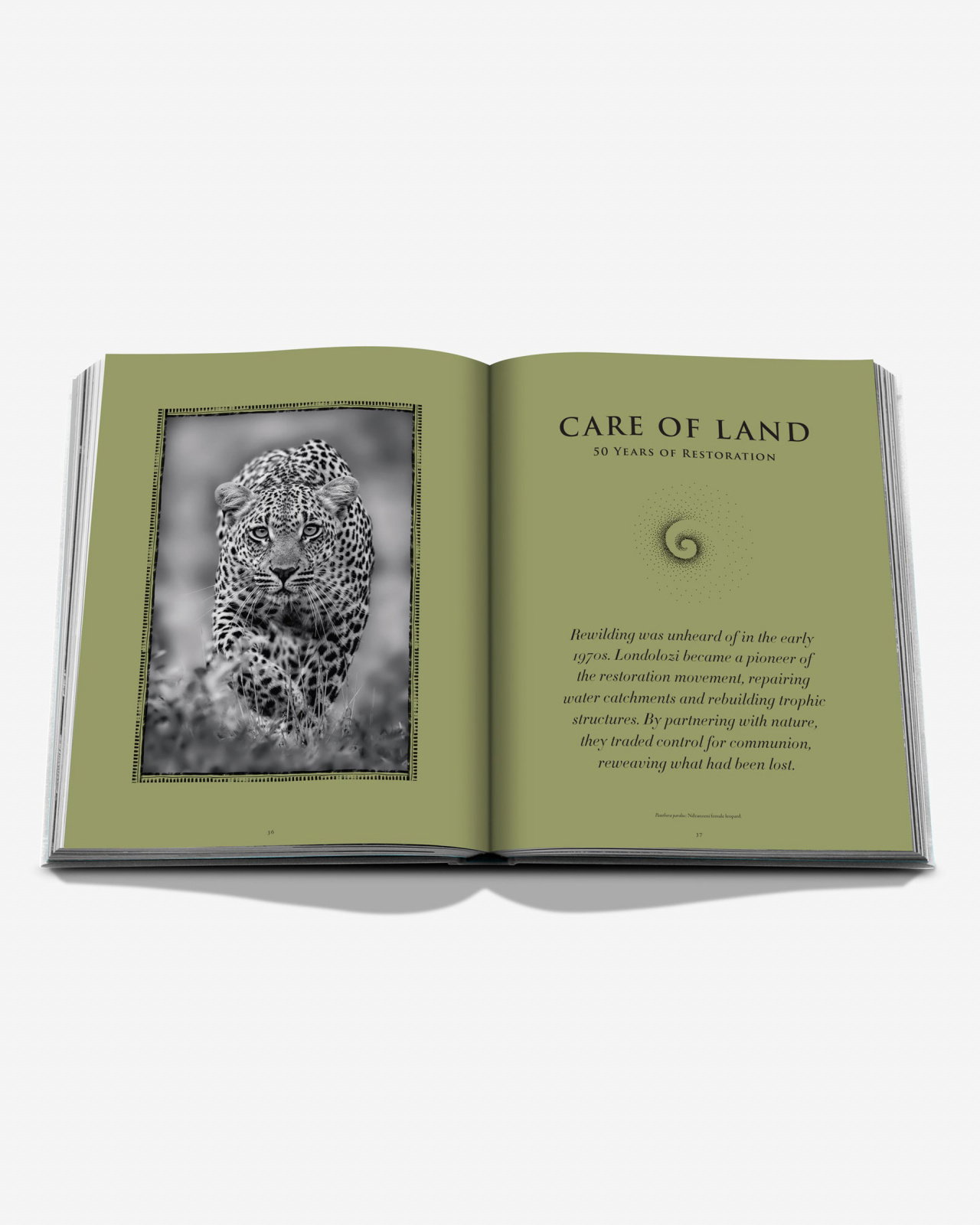 Londolozi, The Safari that Changed Everything