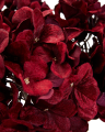 Hortensia snitblomst rød 5-pak